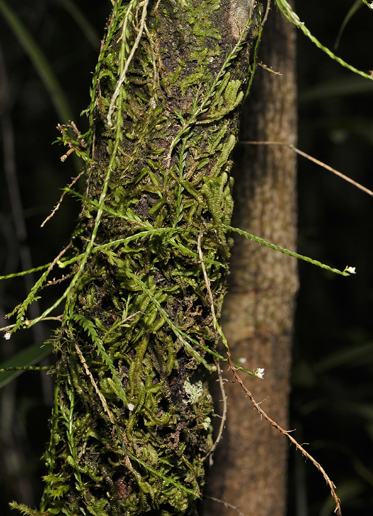 Podochilus spec. 2.