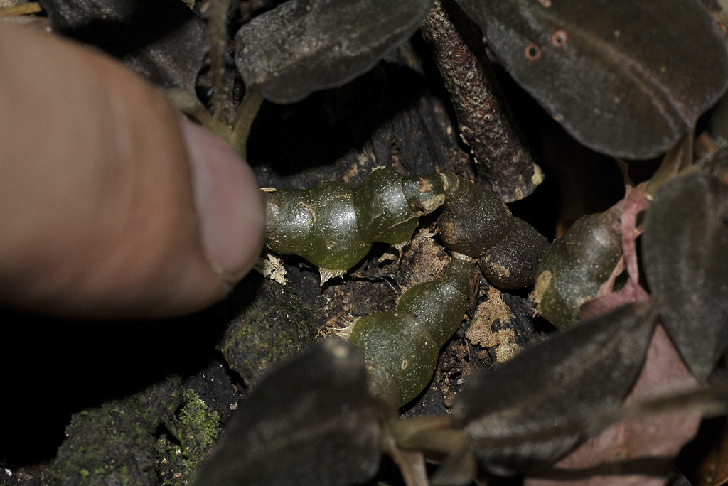 Cheirostylis goldschmidtiana. Rhizomes.