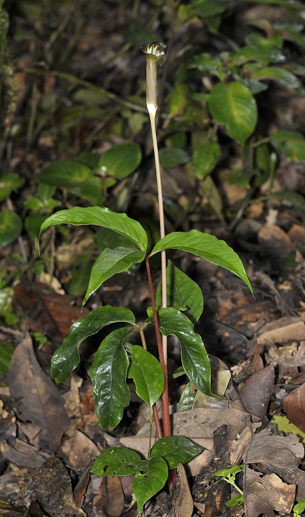 Arisaema brinchangense