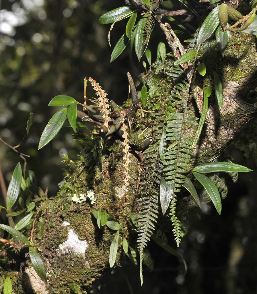 Pholidota carnea.