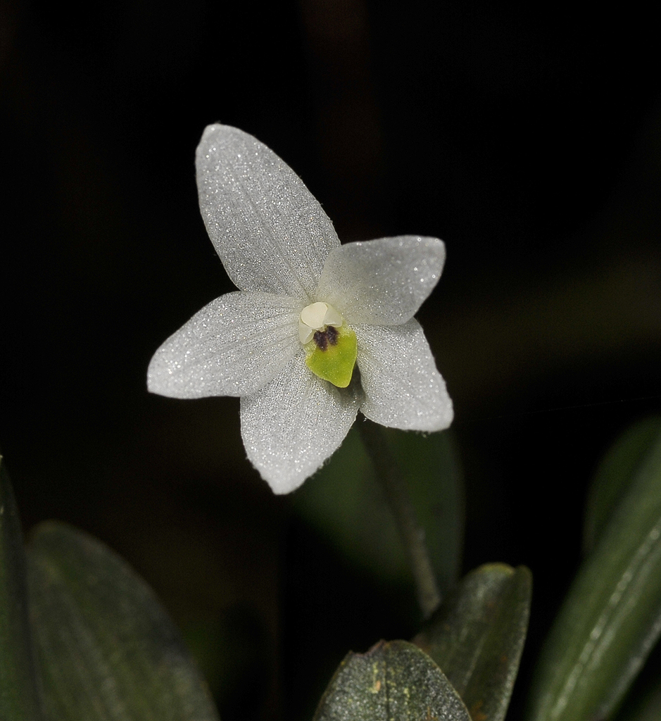 Ceratostylis eriaeoides. Close-up.