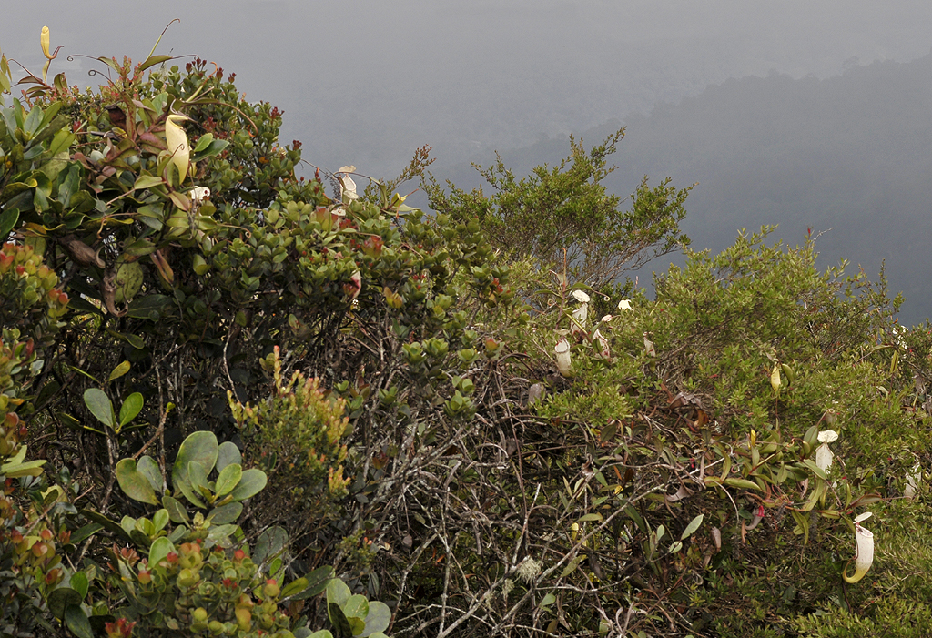 Ridgetop vegetation with Nepenthes macfarlanei.