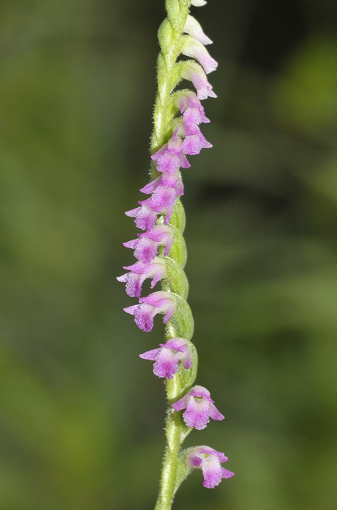 Spiranthes sinensis. Close-up.
