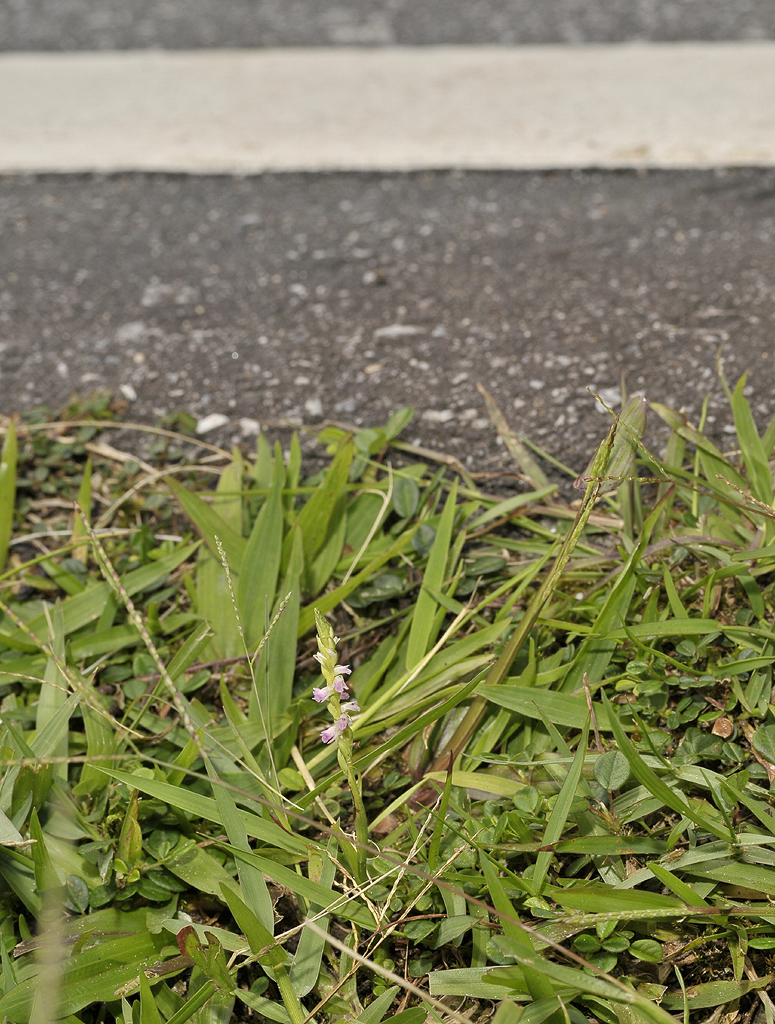 Spiranthes sinensis at the roadside.