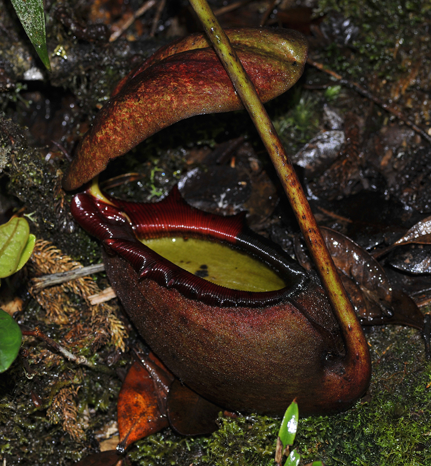 Nepenthes rajah. Mt Kinabalu trail