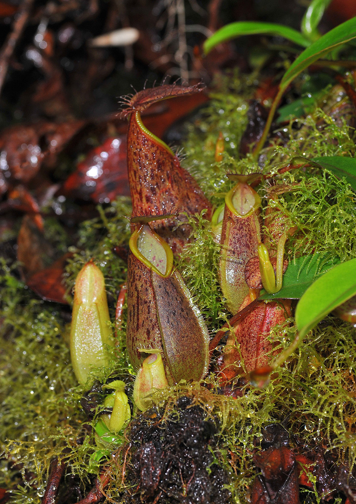 Nepenthes tentaculata. Lower pitchers group.
