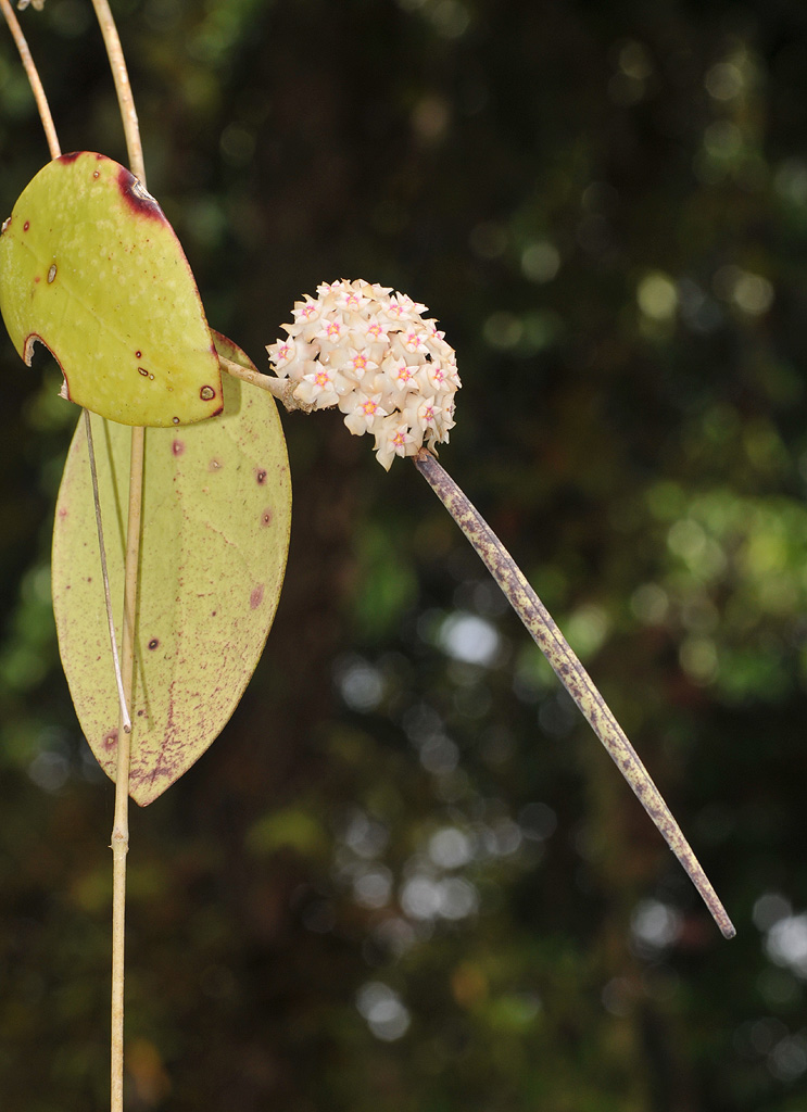 Hoya with seedpod.