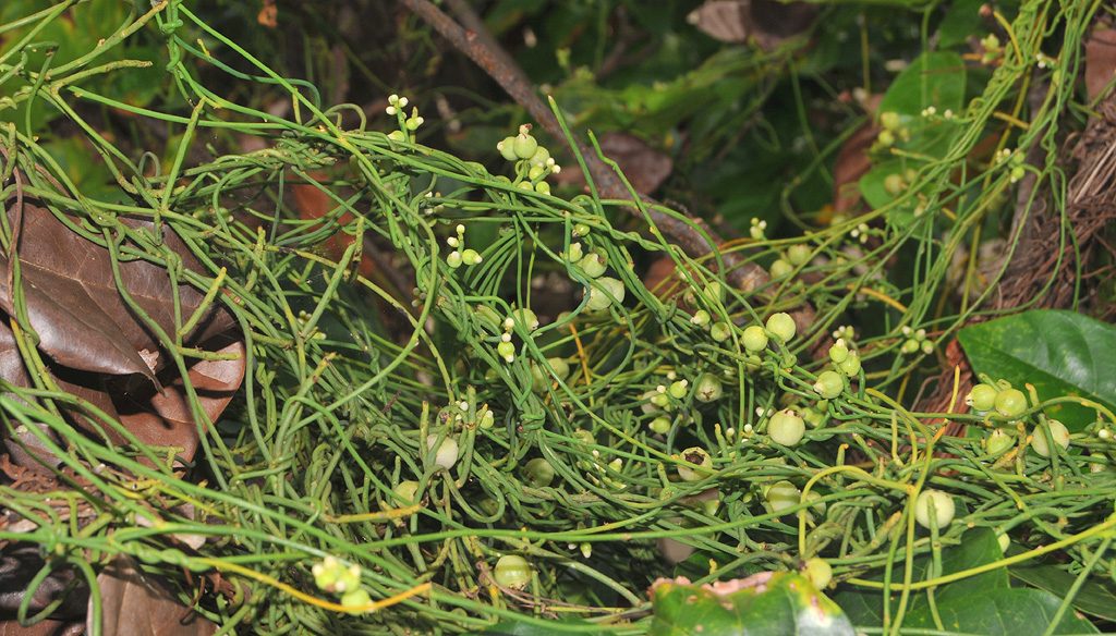 Cassytha sp. Hong Kong.
