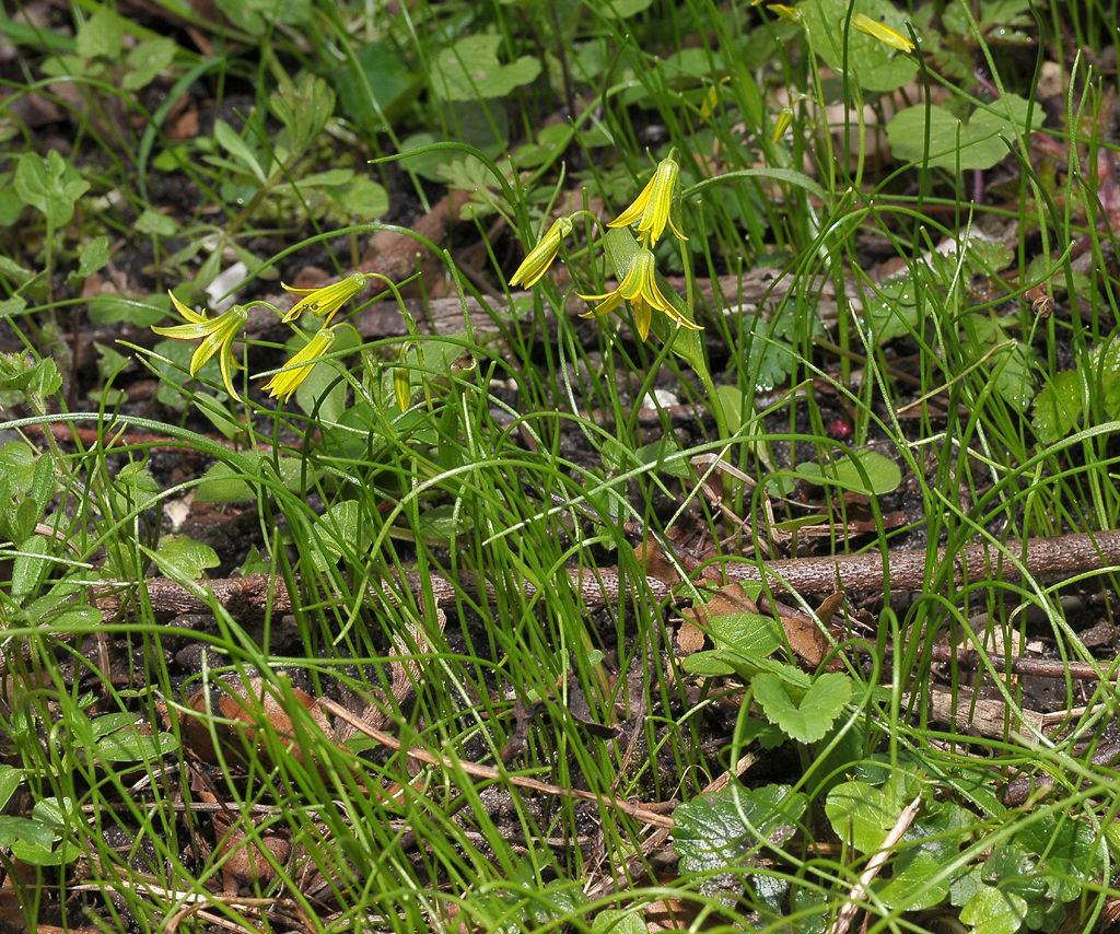 Gagea minima.