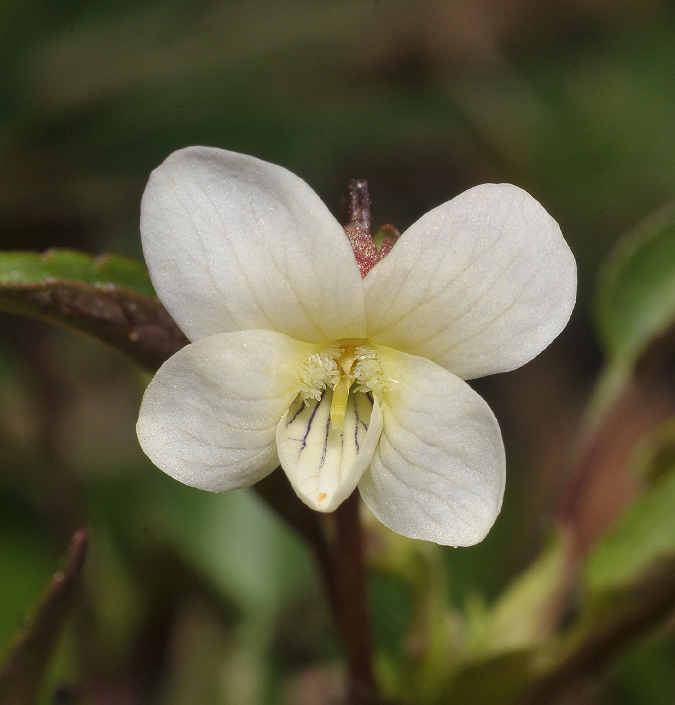 Viola persicifolia var. lacteaeoides. Close-up.