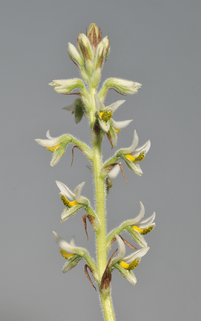 Gomphichis macbridei. Closer.
