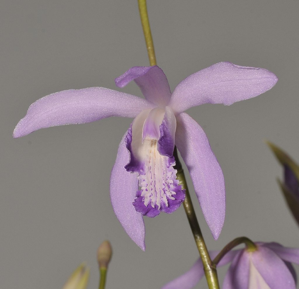 Bletilla striata Soryu.