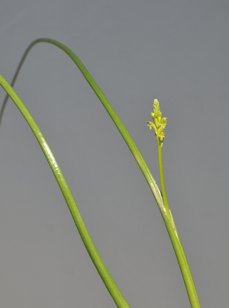 Microtis unifolia.