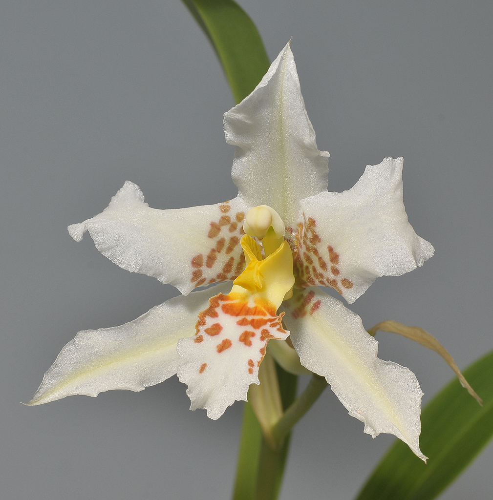 Rhynchostele apterum. Close-up.