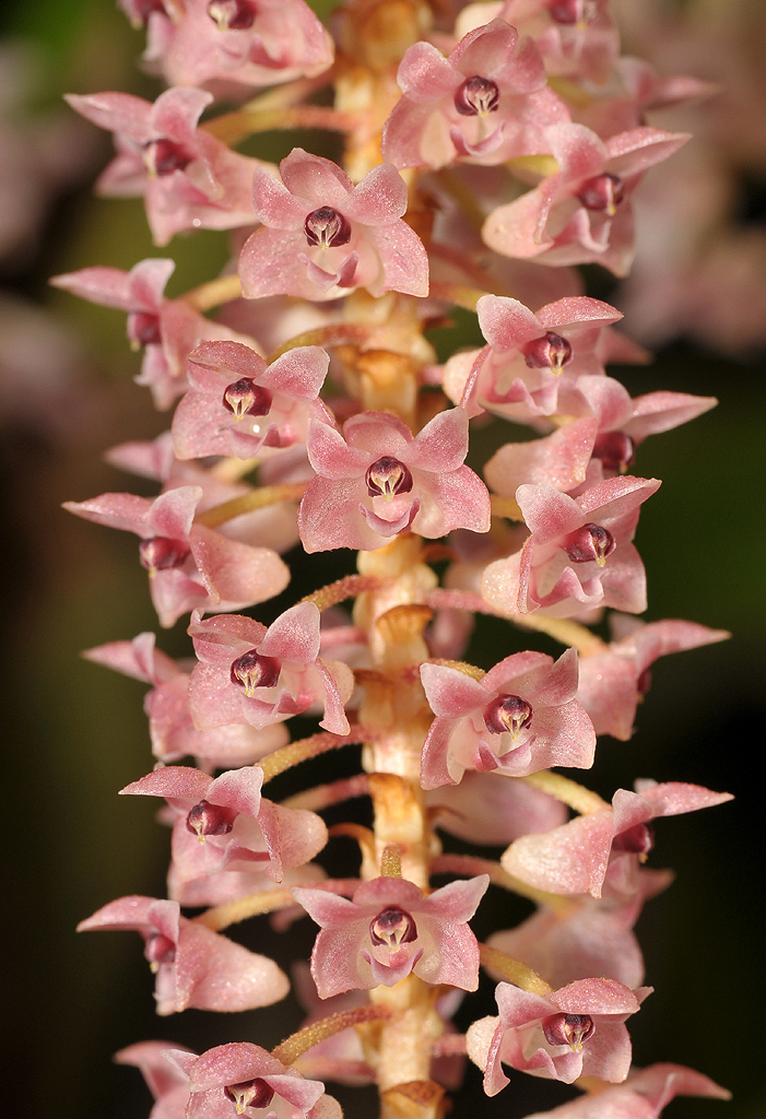 Eria densa. Close-up.