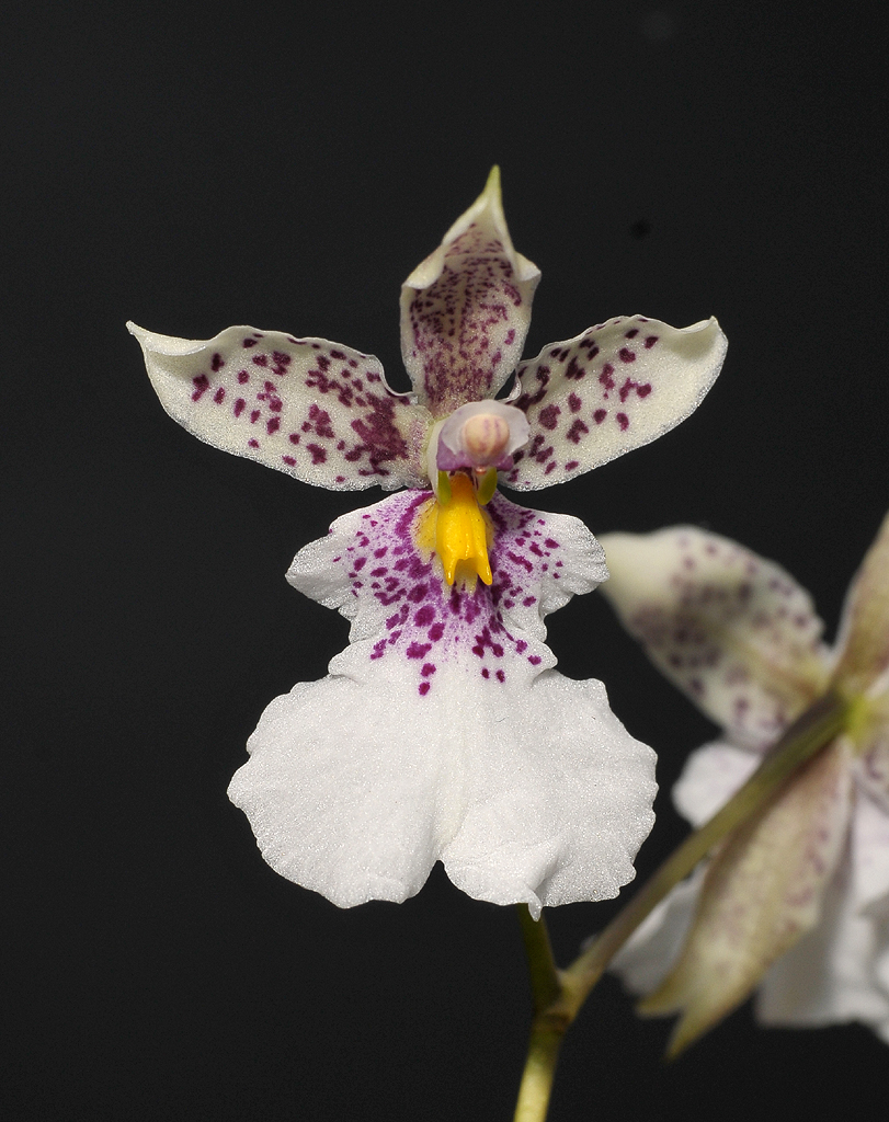 Oncidium phalaenopsis.