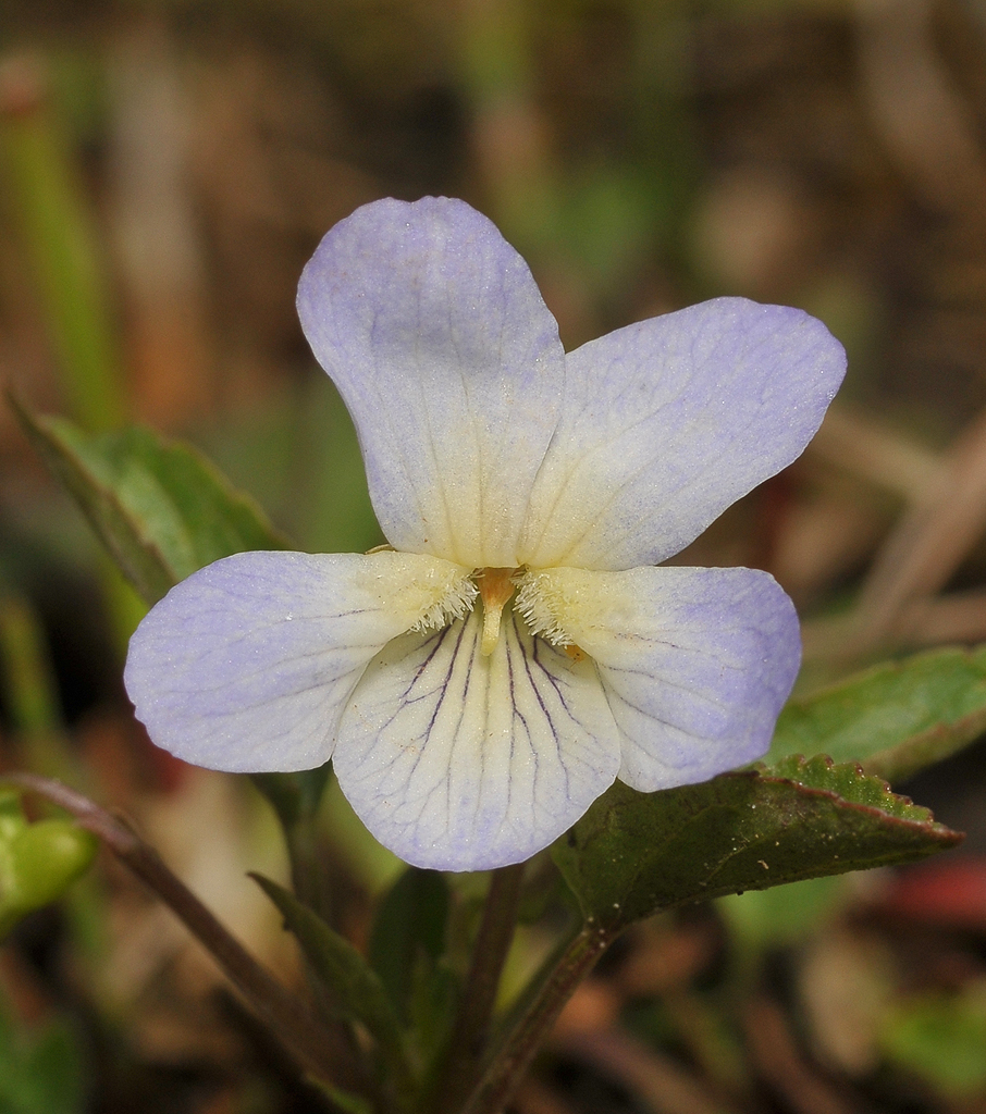 Viola persicifolia var. lacteaeoides. Close-up.