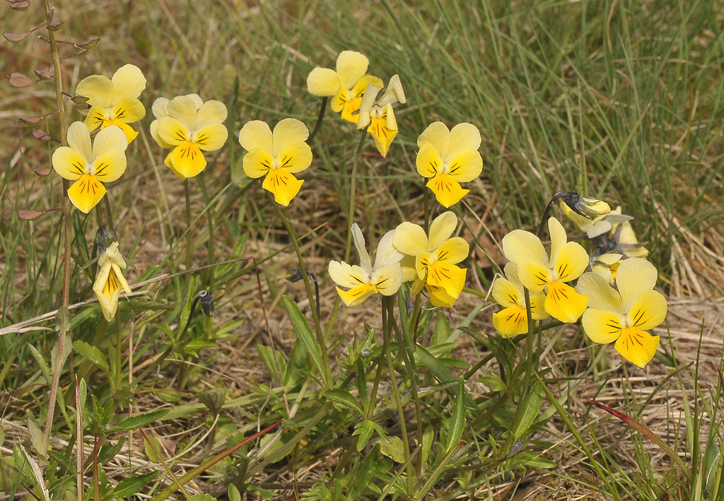 Viola lutea subsp. calaminaria.