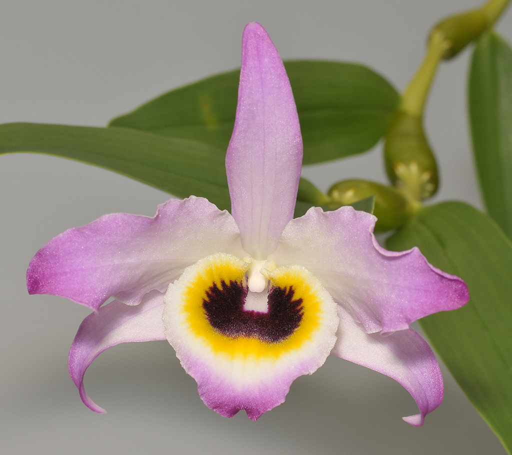Dendrobium findlayanum. Dark form. Close-up.