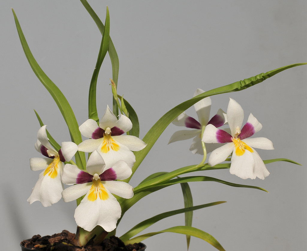 Miltoniopsis roezlii.