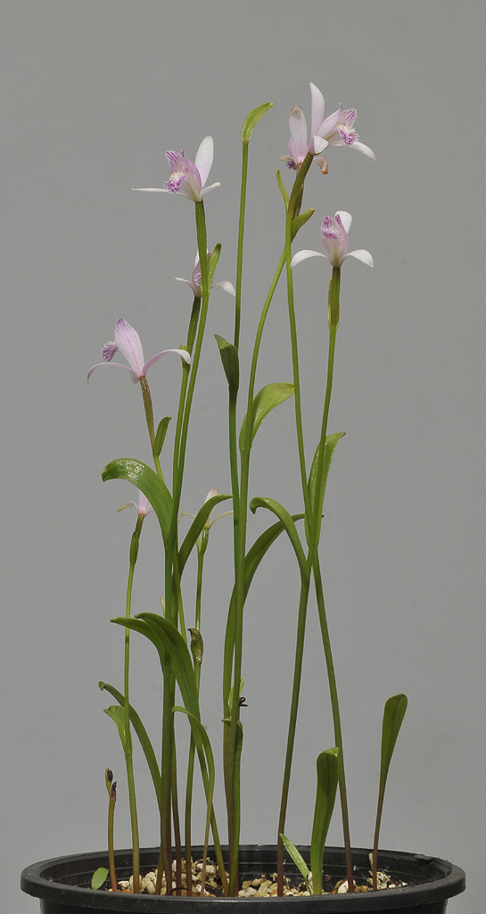 Pogonia japonica.