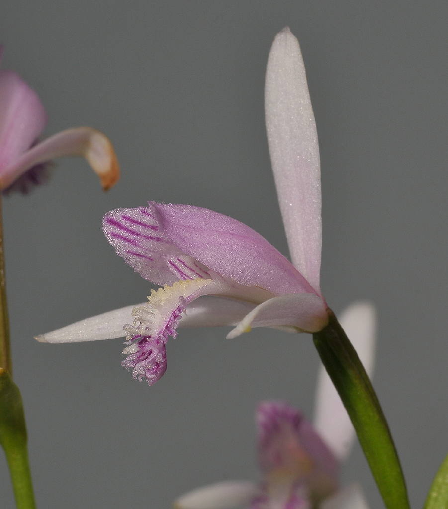 Pogonia japonica. Close-up.side.