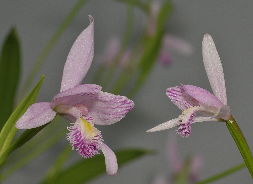 Pogonia ophioglossoides and P. japonica side by side.