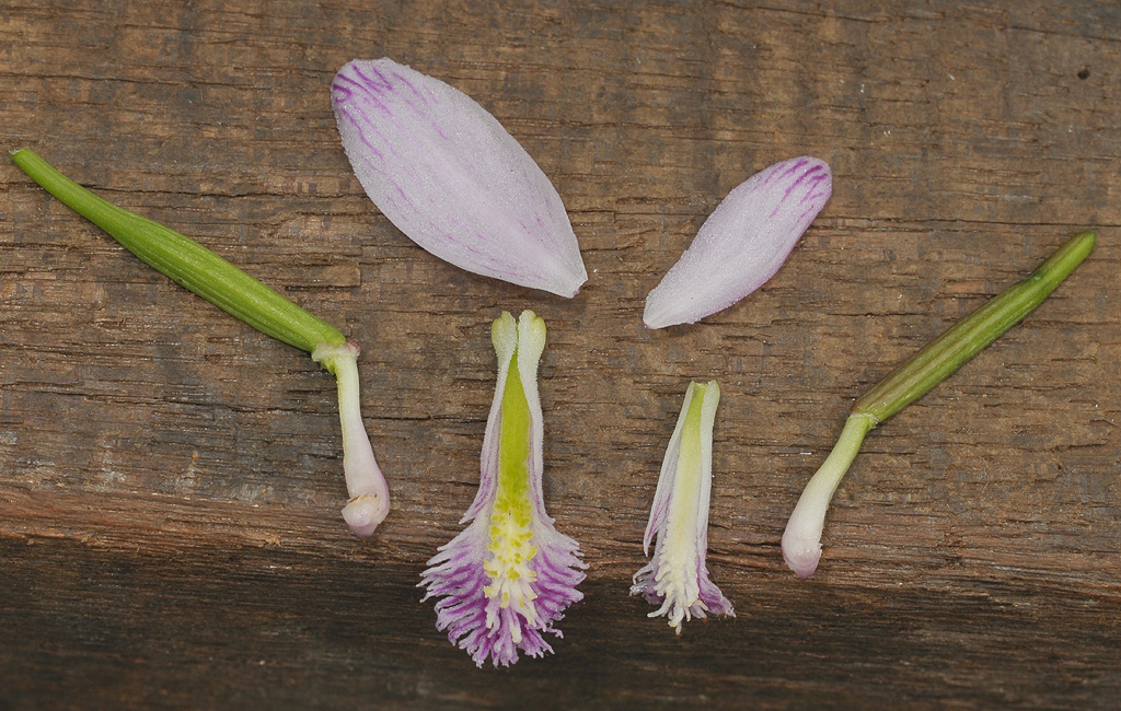 Pogonia ophioglossoides and P. japonica side by side.