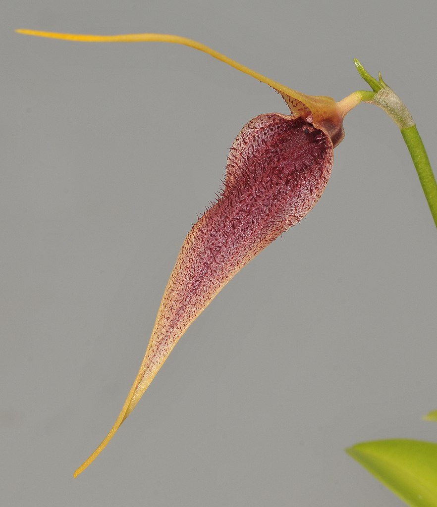 Masdevallia bennetii. Closer.