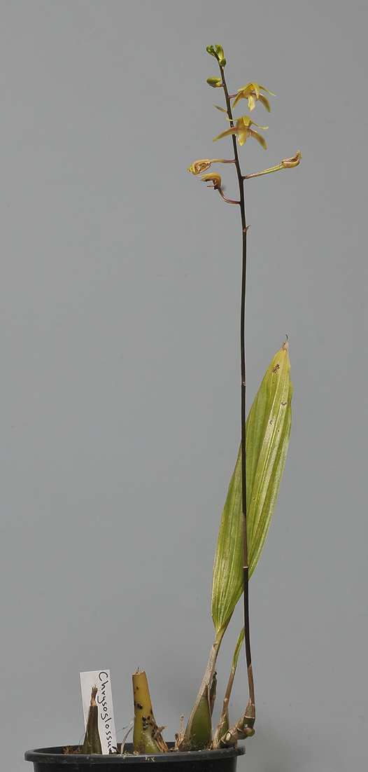 Chrysoglossum ornatum.
