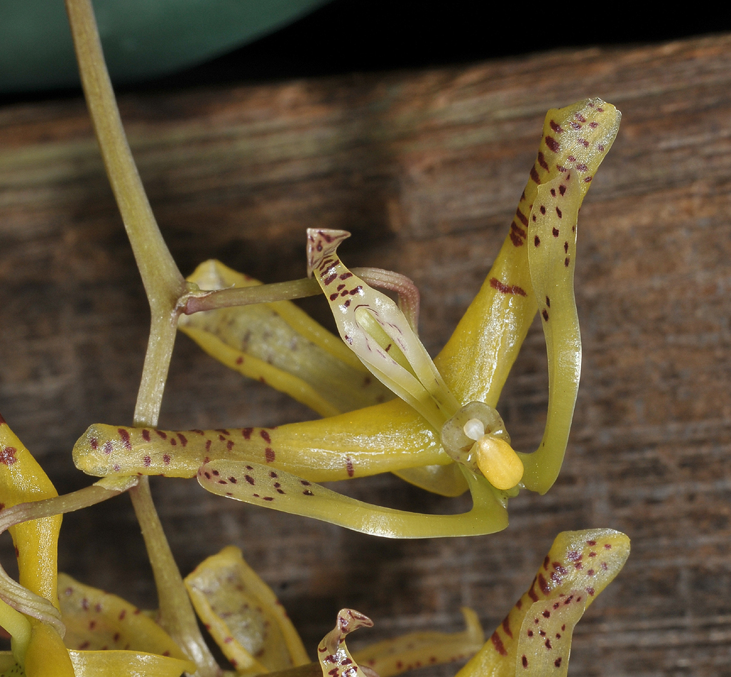 Cirrhaea loddigesii. Close-up.