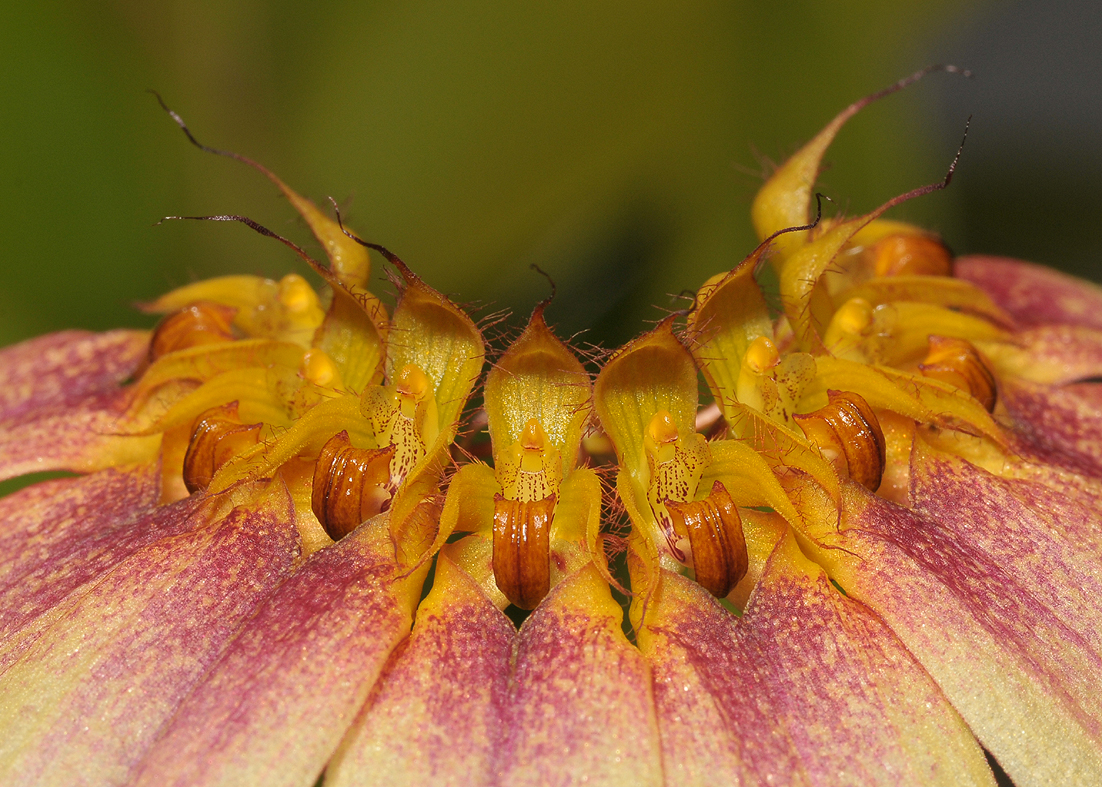 Bulbophyllum flabellum-veneris. (B. lepidum). Close-up.