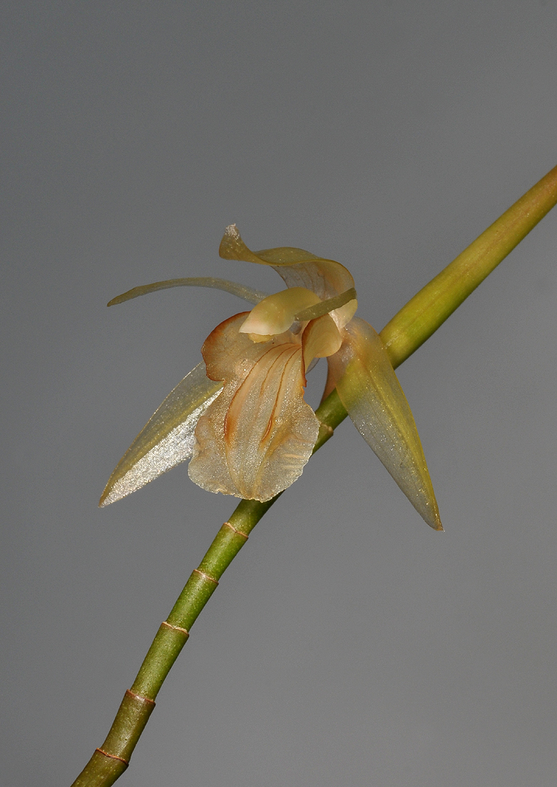 Coelogyne tenompokensis. Close-up.