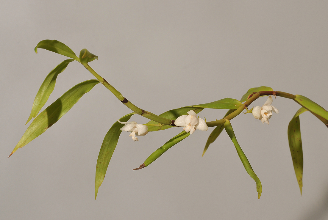 Eria carnea.