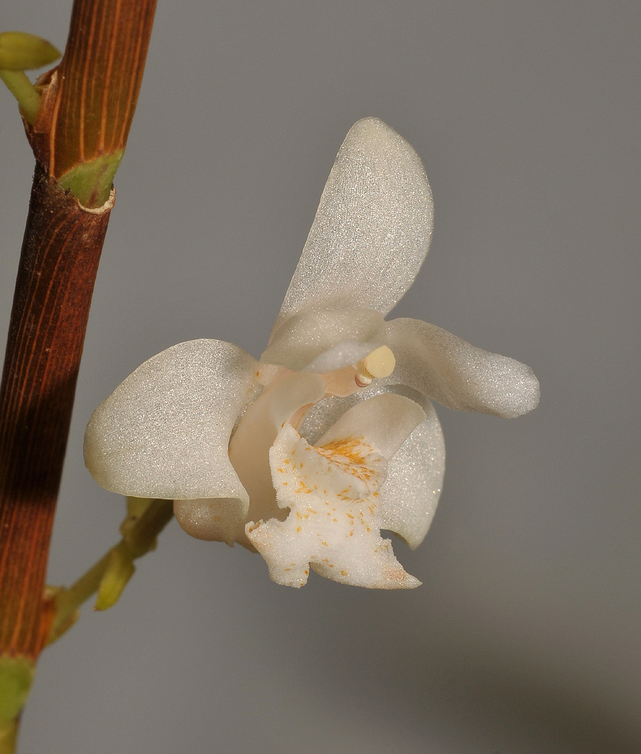 Eria carnea. Close-up.