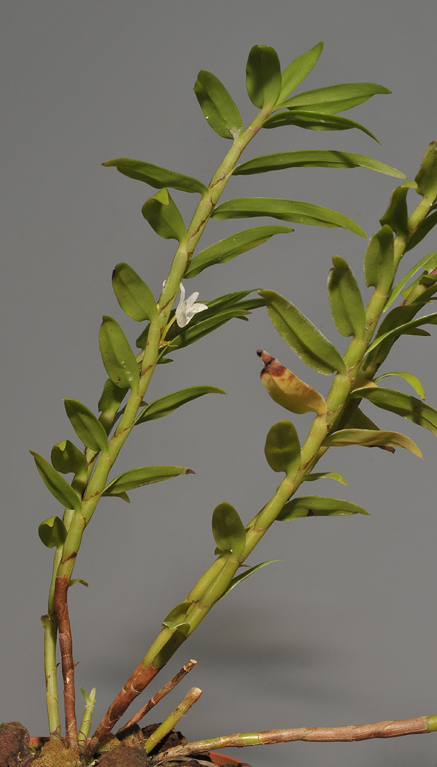 Eria pilifera.
