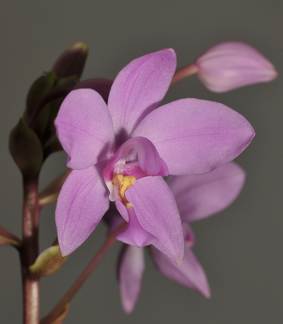Spathoglottis portusfinchii. Close-up.