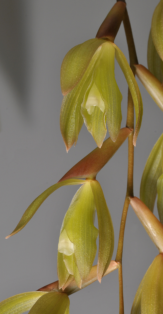 Coelogyne exalata. Closer.