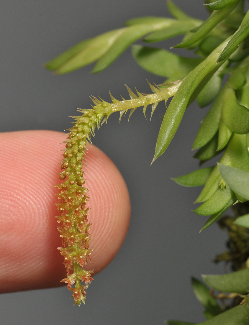 Oberonia japonica. With finger.