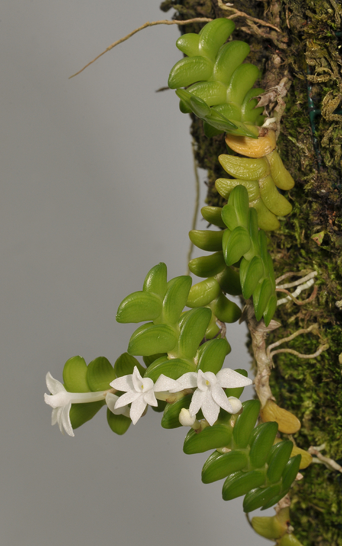 Angraecum distichum.