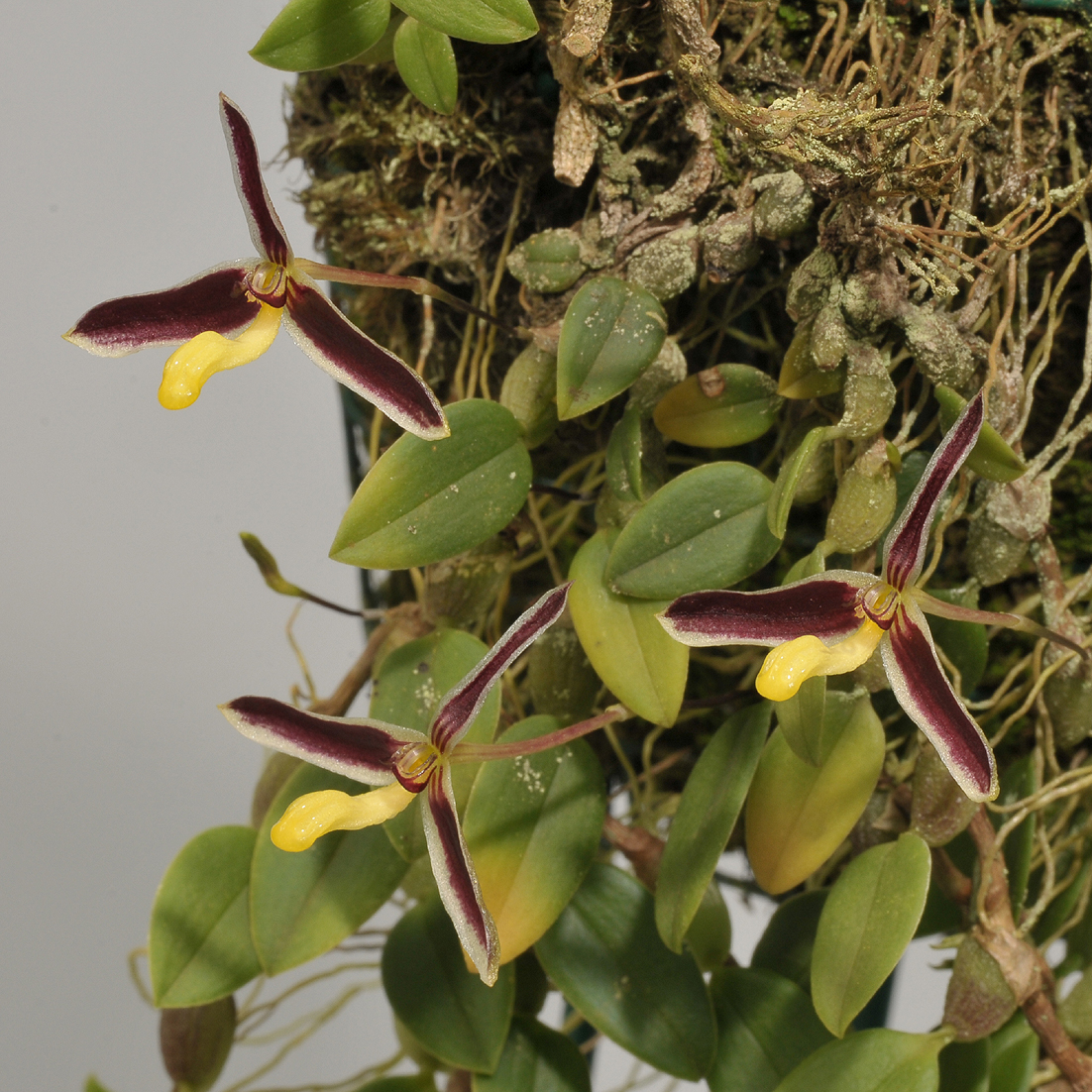 Bulbophyllum alkmaarense.