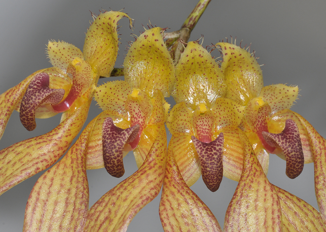 Bulbophyllum annandalei. Close-up.