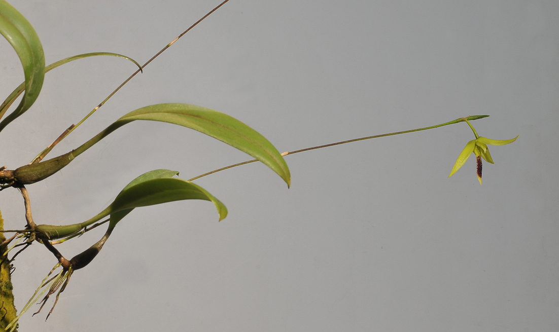 Bulbophyllum longiscapum.