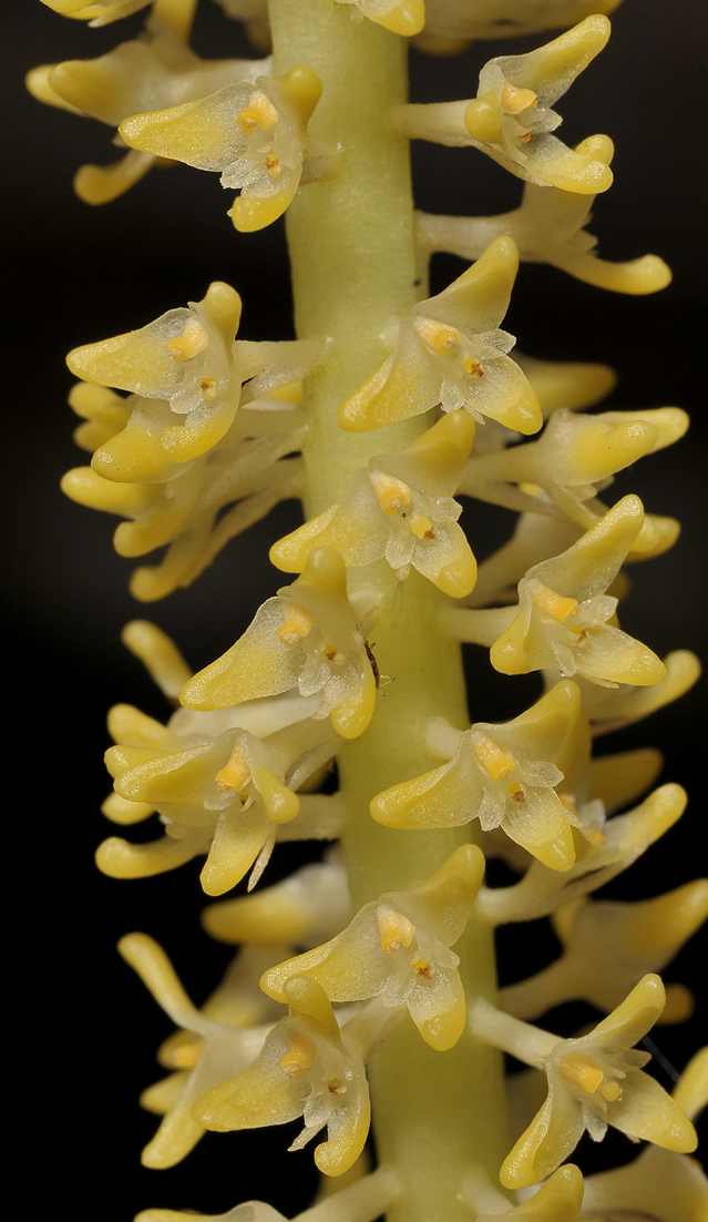 Bulbophyllum odoratum. Close-up.