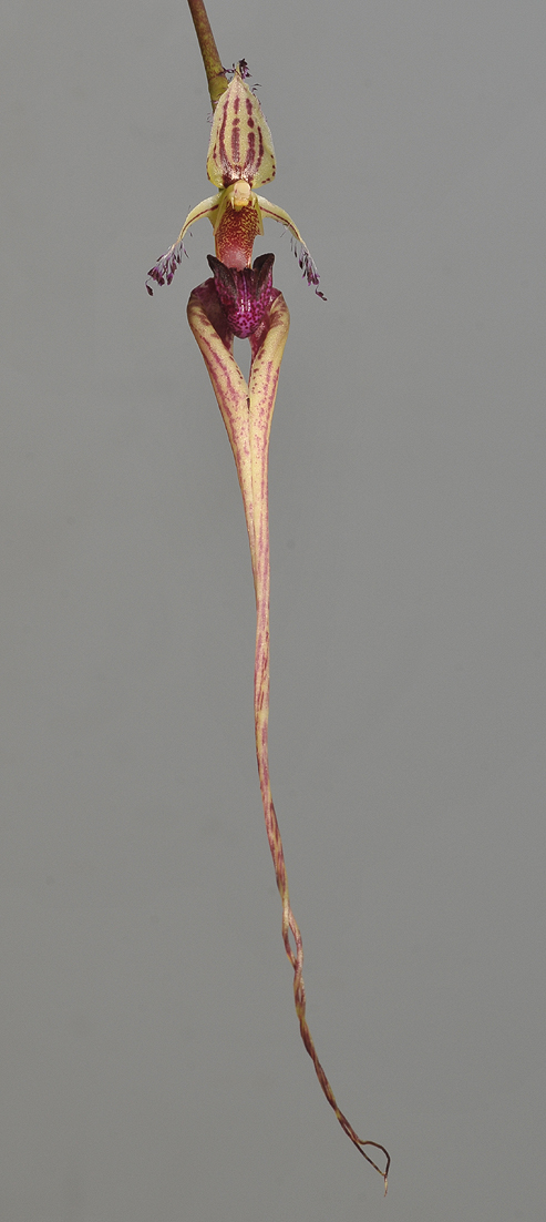 Bulbophyllum putidum. Closer.