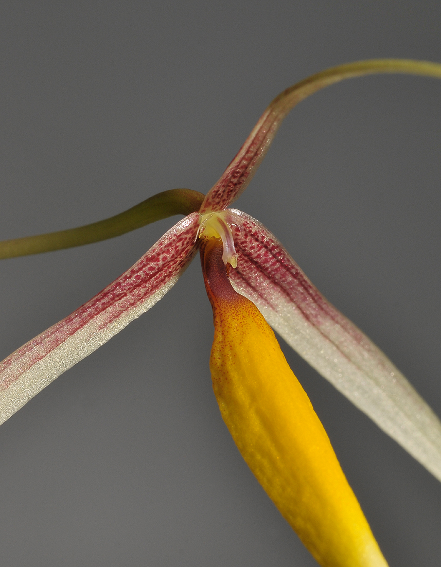 Bulbophyllum speciosum. Close-up.