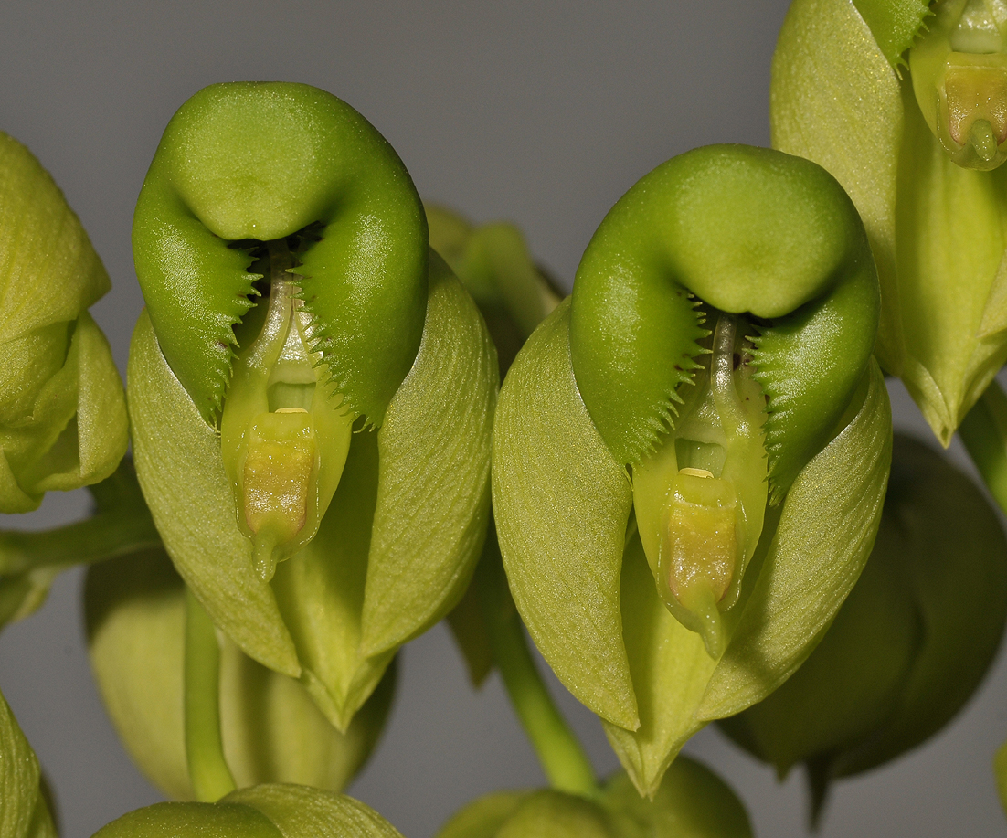 Catasetum purum. Close-up.