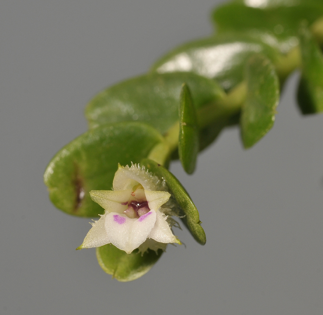 Podochilus muricatus. Close-up.