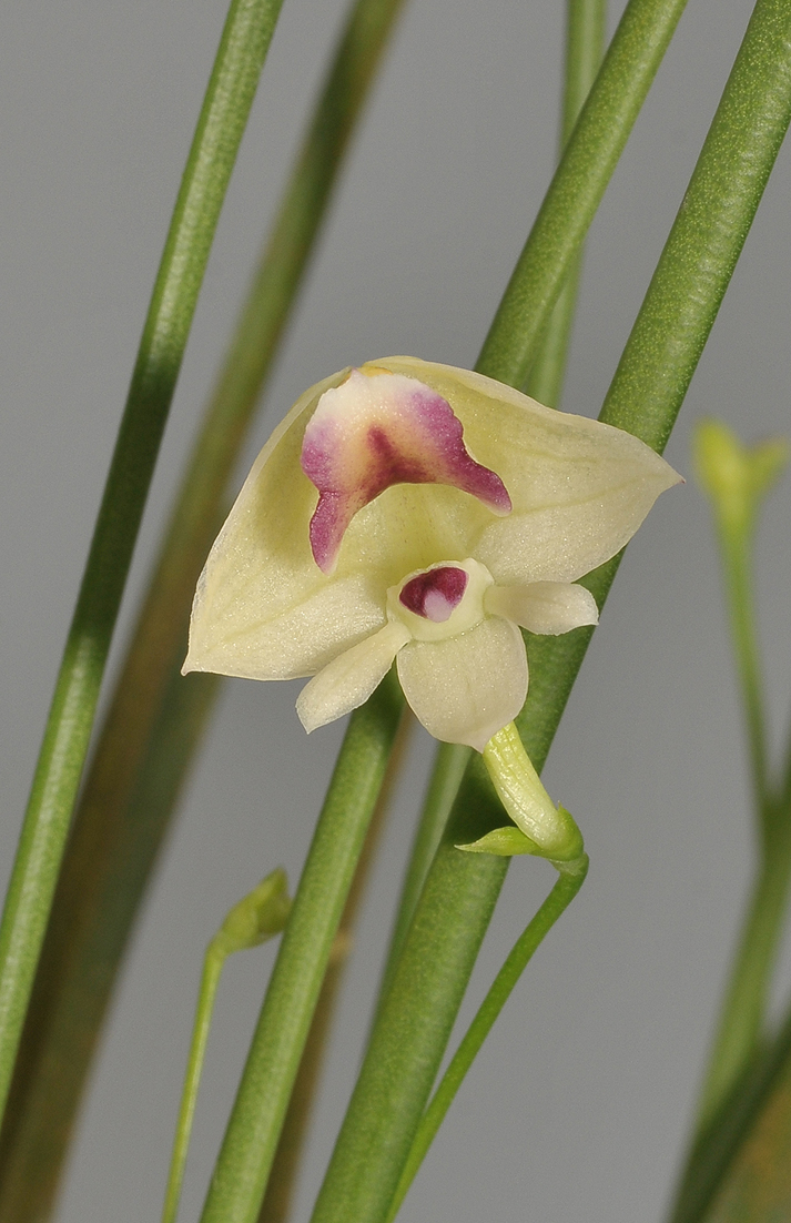 Polystachia vulcanica. Close-up.