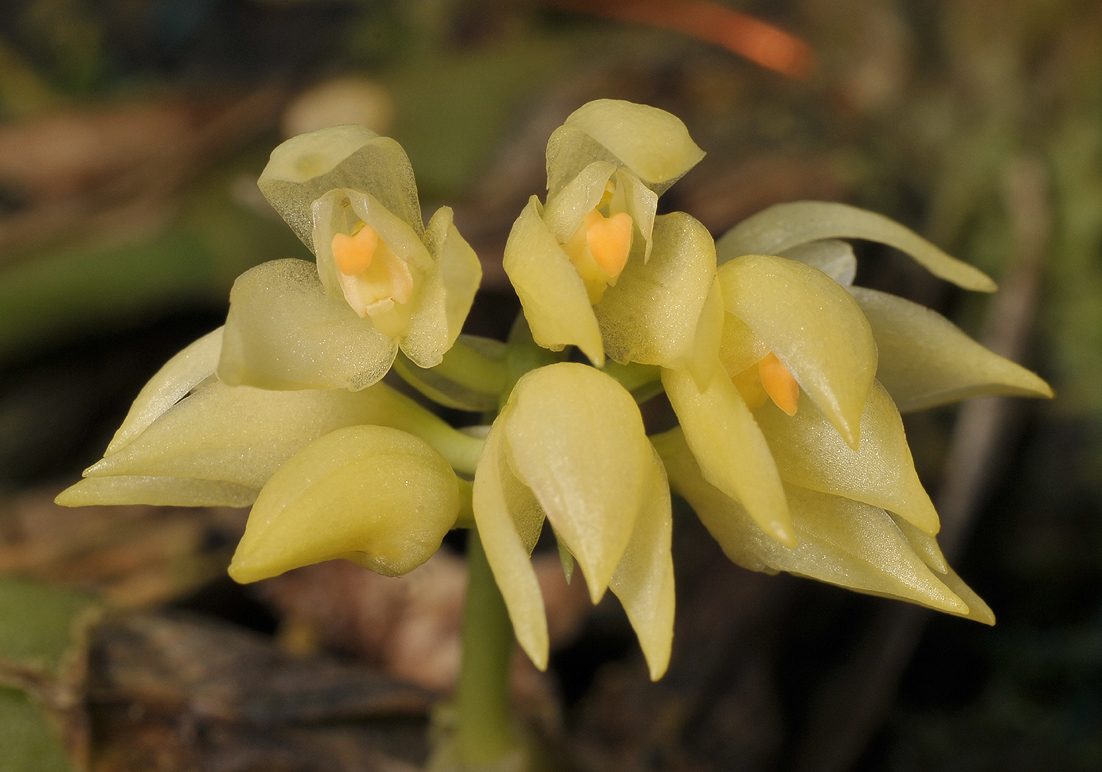 Bulbophyllum capitatum. Close-up.